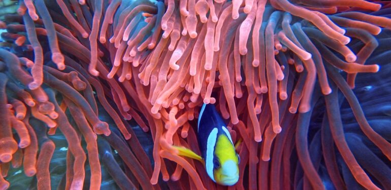 Yaklaşık 1 yıldır cebelleştiğimiz koronavirüs salgınının bitiş tarihine ilişkin astrolog yorumları!