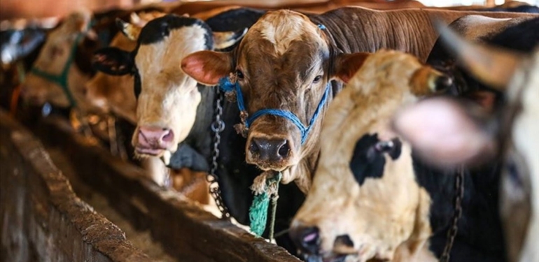 Kurban Bayramı Hazırlıkları İstanbul’da Devam Ediyor